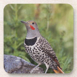 Dessous-de-verre Flicker du Nord, ColMatiauratus, Red shafted