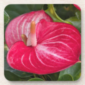 Dessous-de-verre Floral à fleurs d'anthurium rouge (Devant)