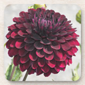 Dessous-de-verre Floral de dahlia rouge foncé (Devant)