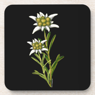 Dessous de verre Floral Edelweiss
