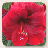Dessous-de-verre Flore rouge Amaryllis (Devant)