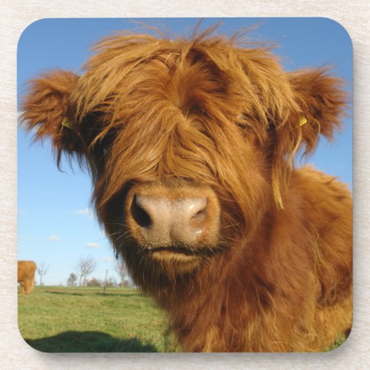 Dessous-de-verre Fluffy Scottish Highland Cow (Devant)