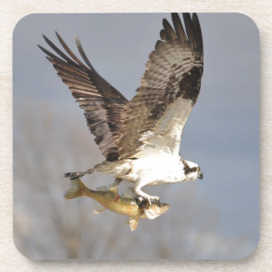 Dessous-de-verre Flying Osprey with Walleye Fish HDR Photo