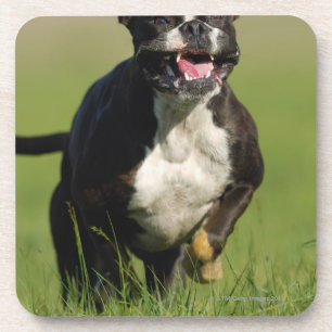 Dessous-de-verre Fonctionnement de chien