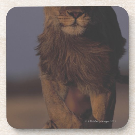 Dessous-de-verre Fonctionnement de lion (Devant)