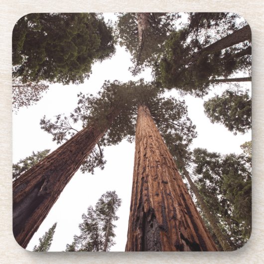 Dessous-de-verre forêt, arbre (Devant)