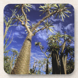 Dessous-de-verre Forêt épineuse formée de Pachypodium arbres
