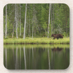 Dessous-de-verre Forêt Ours à la forêt de Taiga Nord de la Finlan