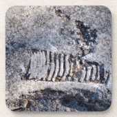 Dessous-de-verre Fossile Céphalopode Nautiloïde Mollusque Marin Anc (Devant)