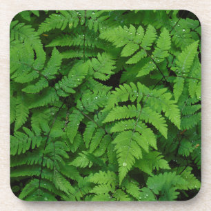 Dessous-de-verre Fougère bracken avec gouttes de pluie, État de Was