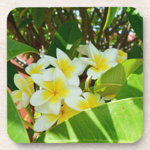 Dessous-de-verre Frangipanis Jaune Cultivant Sur Un Arbre,
