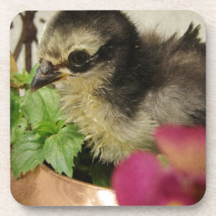 Dessous-de-verre Frizzle Chick