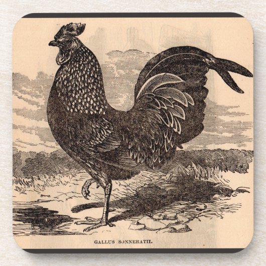 Dessous-de-verre Galus Sonneratii du 19e siècle (Devant)