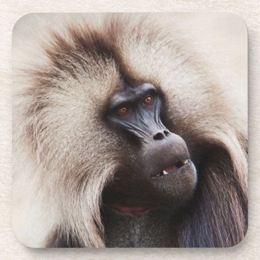 Dessous-de-verre Gelada Baboon, Éthiopie (Devant)