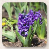 Dessous-de-verre Géocinthe bleu au printemps (Devant)