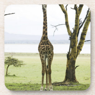 Dessous-de-verre Girafe au Kenya, Afrique