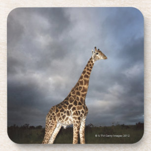 Dessous-de-verre Girafe (camelopardalis de Giraffa) dans dramatique