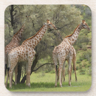 Dessous-de-verre Girafe, camelopardalis de Giraffa, Kgalagadi 2