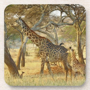 Dessous-de-verre Girafe femelle adulte et juvénile, Giraffa