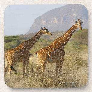 Dessous-de-verre Girafe somalienne, girafe réticulée, Giraffa