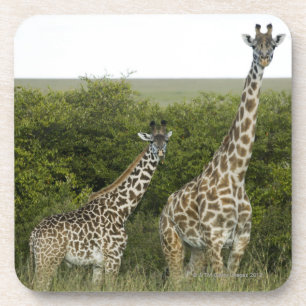 Dessous-de-verre Girafes au Kenya, Afrique 2