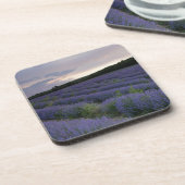 Dessous-de-verre Gisement de lavande au coucher du soleil (Côté gauche)