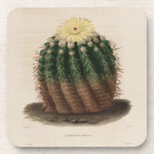 Dessous de verre Golden Barrel Cactus