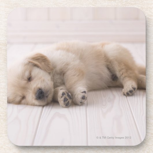 Dessous-de-verre Golden retriever (Devant)
