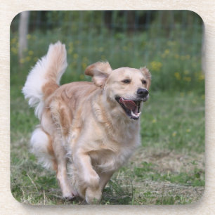 Dessous-de-verre Golden retriever courant 1