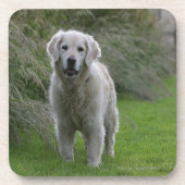 Dessous-de-verre Golden retriever courant 2 (Devant)