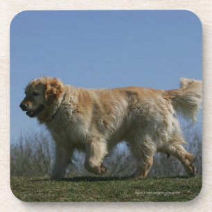 Dessous-de-verre Golden retriever courant 3