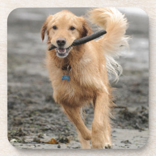 Dessous-de-verre Golden Retriever courant avec un bâton dans la bou