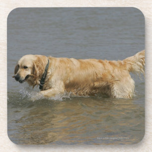 Dessous-de-verre Golden retriever dans l'eau