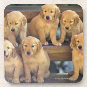 Dessous-de-verre Golden retriever ; est relativement un moderne et