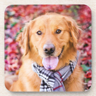 Dessous-de-verre Golden Retriever In Scarf