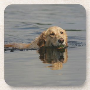 Dessous-de-verre Golden retriever nageant