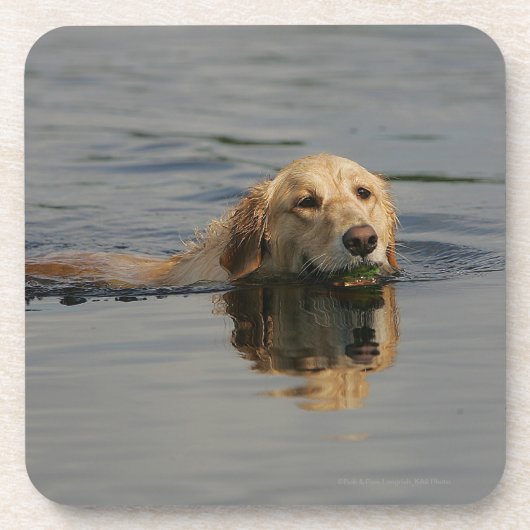 Dessous-de-verre Golden retriever nageant (Devant)