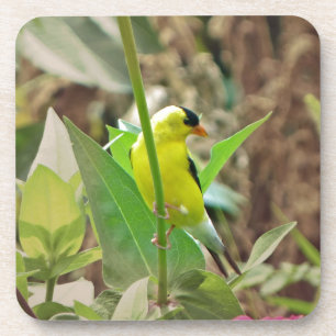 Dessous-de-verre Goldfinch