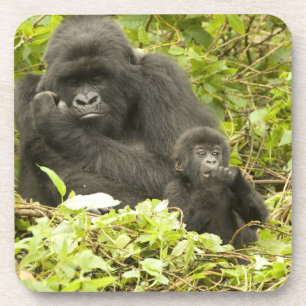 Dessous-de-verre Gorille des montagnes, Gorilla beringei (anciennem