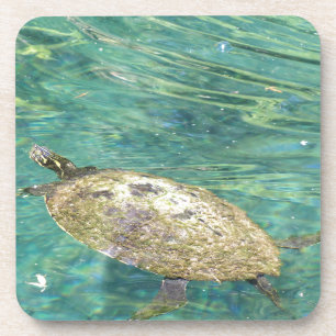Dessous-de-verre grande tortue fluviale nager