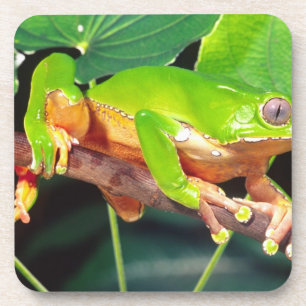 Dessous-de-verre Grenouille arboricole singe bicolore, Phyllomedusa