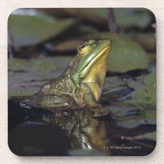 Dessous-de-verre Grenouille dans un étang (Devant)