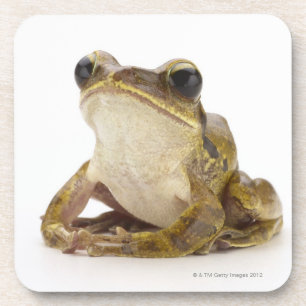 Dessous-de-verre Grenouille d'arbre d'or