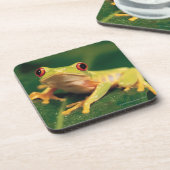 Dessous-de-verre Grenouille d'arbre rouge d'oeil (Côté gauche)