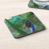 Dessous-de-verre Grenouille d'arbre verte sur l'iris (Côté gauche)