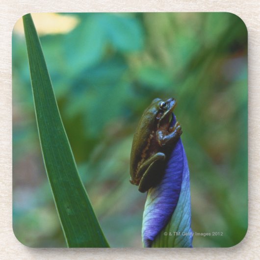 Dessous-de-verre Grenouille d'arbre verte sur l'iris (Devant)