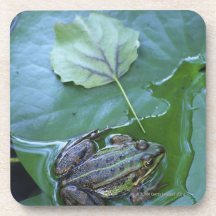 Dessous-de-verre Grenouille de piscine, Amperauen, Allemagne