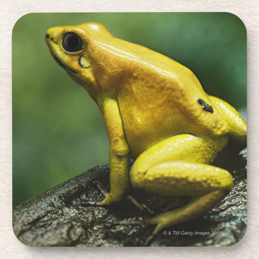 Dessous-de-verre Grenouille d'or de dard (Devant)