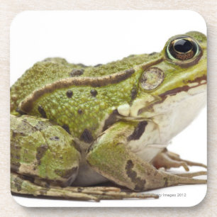 Dessous-de-verre Grenouille européenne commune ou grenouille