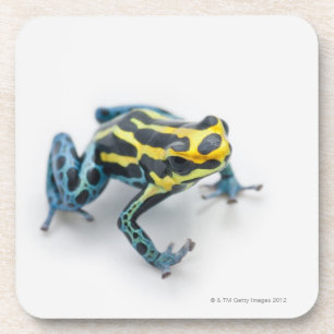 Dessous-de-verre Grenouille noire, jaune et bleue de dard de poison